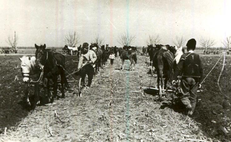 Porcul, pofta de carne și românii în timpul Marii Crize Economice